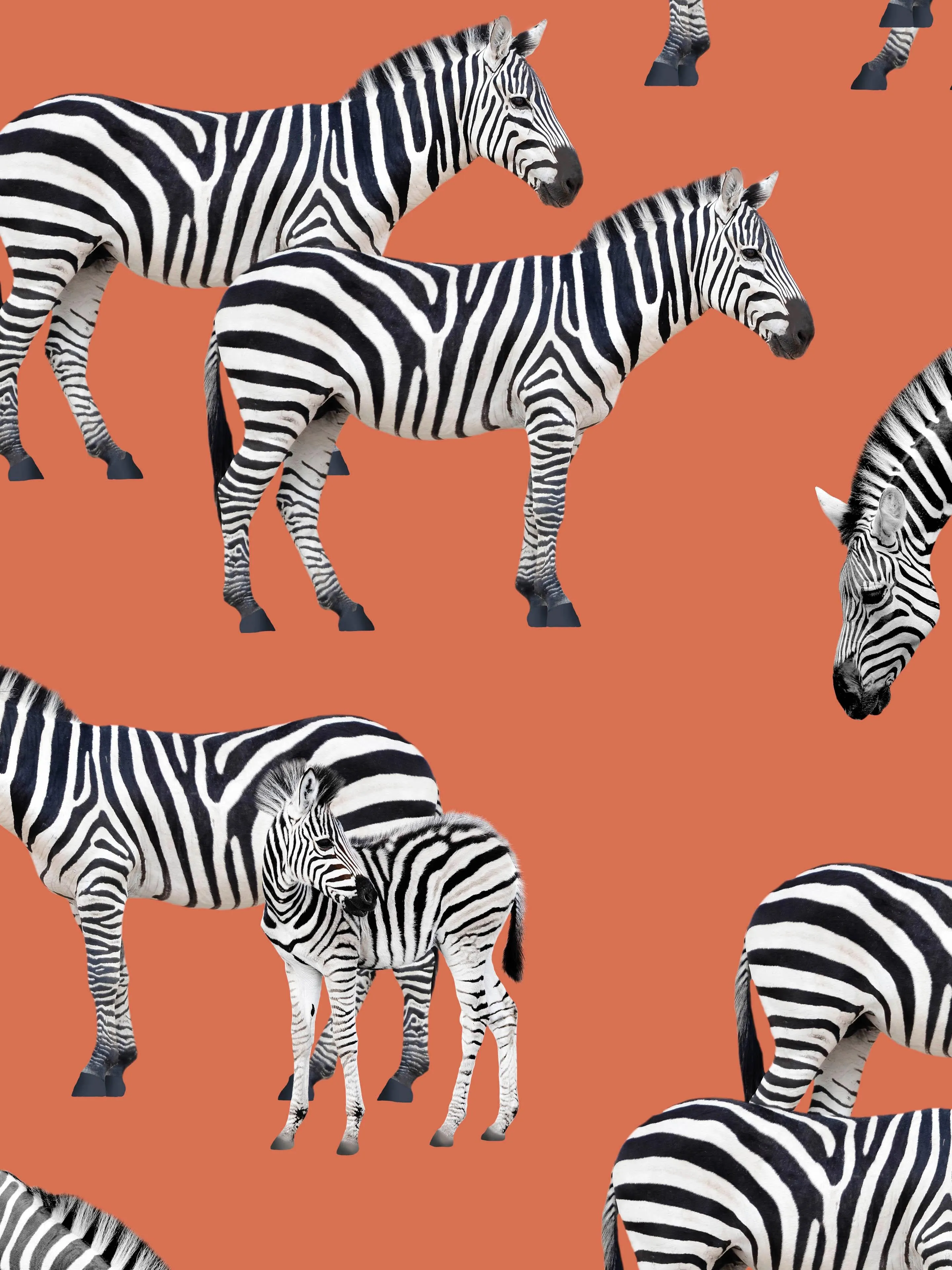 Zebras T-shirt Unisex